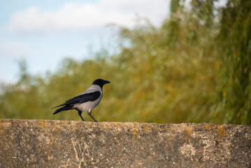 Black and white crow bird sitting on the ground on blurred summer background