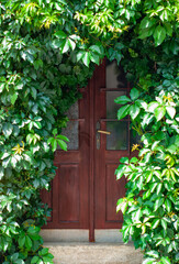 Fototapeta na wymiar Kutna Horą wooden medieval double door with overgrown vine plants covering the entry. Historic building in Bohemian section of Czech Republic. 