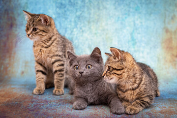 Fototapeta na wymiar Three cute kittens, one gray and two striped, sit next to each other on a blue background. Kittens carefully watch the toy behind the scenes with curious eyes