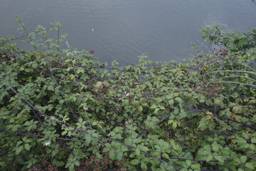 Autumn in an urban park