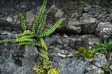 old wet concrete wall covered with grass and vines. High quality photo