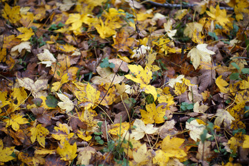 Autumn in Italy, Calabria
