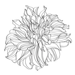 Black and white line illustration of chrysanthemum flowers on a white background. Flower chrysanthemum isolated on white