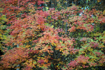 Autumn in Italy, Calabria, forest