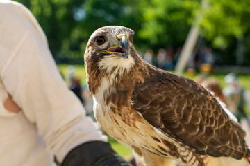 Ein Mäusebussard bei einer Flugshow auf einem Mittelaltermarkt