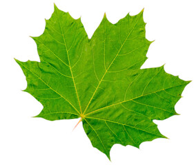 Blatt mit intensiven Farben im Herbst