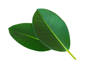 Two green ficus leaves isolated on white background