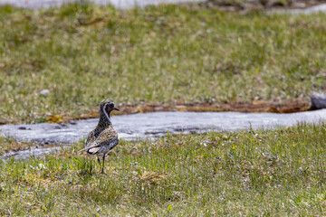 Heilo (Pluvialis apricaria) is a bird species in the praise family. It is a wading bird that nests on heaths and tundra, Northern Norway- Europe