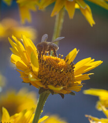 Pszczoła zbierająca nektar i pyłek z kwiatka - obrazy, fototapety, plakaty