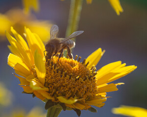 Pszczoła miodna  - obrazy, fototapety, plakaty