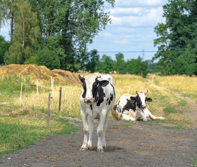 Krowa mleczna - obrazy, fototapety, plakaty