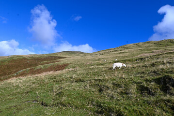 Fototapeta premium sheep in the mountains