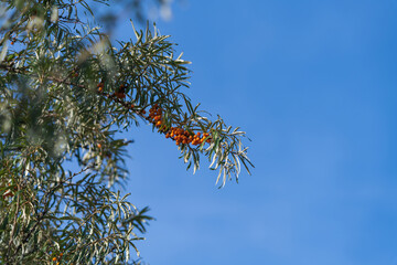 Ripe orange sea buckthorn (Hippophae rhamnoides) berries hangs on branches with green leaves in autumn sunny day. Indian summer. Selective focus. Copy space for your text. Organic food theme.