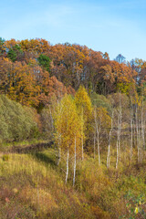 Fototapeta premium Yellow birch trees in autumn forest in a sunny day. Clear blue sky. Selective focus. Beauty in nature theme.