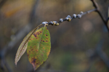 Close-up view of open Salix daphnoides (European violet willow) flower buds on tree branch next to withering autumn leaves. Selective focus. Indian summer theme.