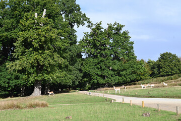 landscape with trees