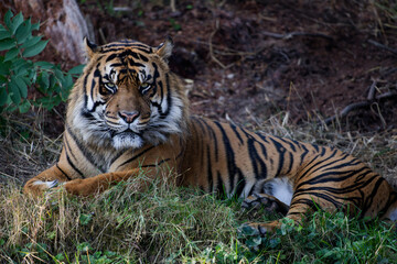 Fototapeta na wymiar Close up of a Sumatran Tiger with orange fur, black stripes, and white highlights laying on a hill of grass.