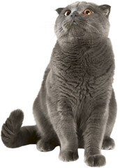 The cat of the British breed, gray color with brightly yellow eyes on a white background