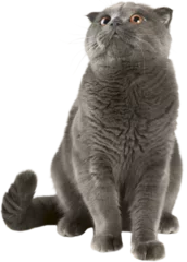 Poster The cat of the British breed, gray color with brightly yellow eyes on a white background © BillionPhotos.com