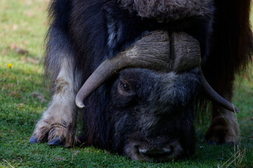 Close up of a musk ox grazing on a field of grass in partial shade on a sunny morning in October.