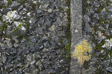 old wet concrete wall covered with grass and vines. High quality photo