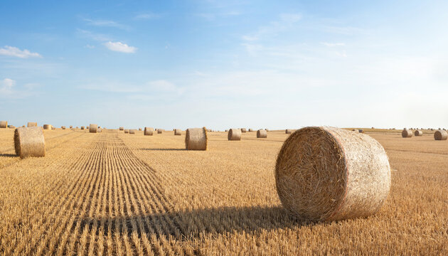 Straw rolls on the field.