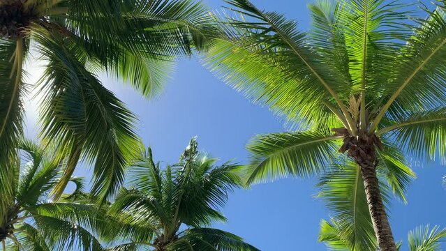 Palm trees are the main symbol of the tropical coast. They are also plants that provide important food products such as coconuts and dates. Dominican republic