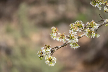 Buds of the beautiful blossom of the cherry tree that will give way to the fruit