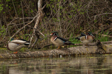 Wood Ducks