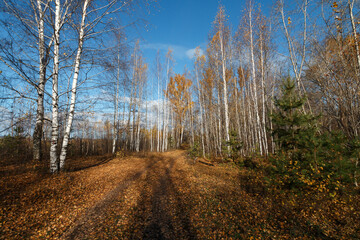 path in the forest