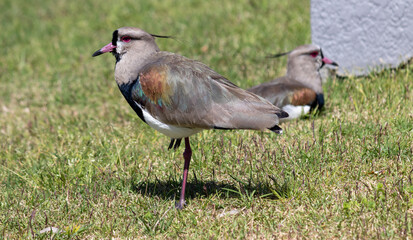 Photograph of a Southern lapwing.