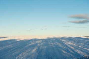 A line of trees casting a long shadow over the ground covered in snow under a blue sky in the Pentland Hills Regional Park in Edinburgh, Scotland, UK