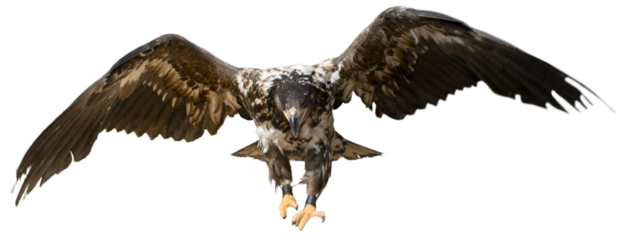 Young Buzzard Eagle Hunting