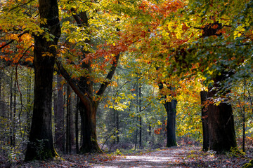 Naklejka premium Gravel or soil path in the wood with colourful yellow orange leaves on the tree, Forest in autumn season with soft sunlight shining through the tree and brown leafs on the ground, Nature background.
