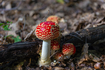 Autumn season with selective focus of Amanita muscaria or commonly known as the fly agaric or fly amanita, Wild toadstool mushroom in the forest with solf sunlight in the afternoon as backdrop.
