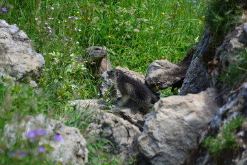 Fototapeta premium MARMOTTE ET SON MARMOTTON VERS LES CHALETS DE GRAYDONS