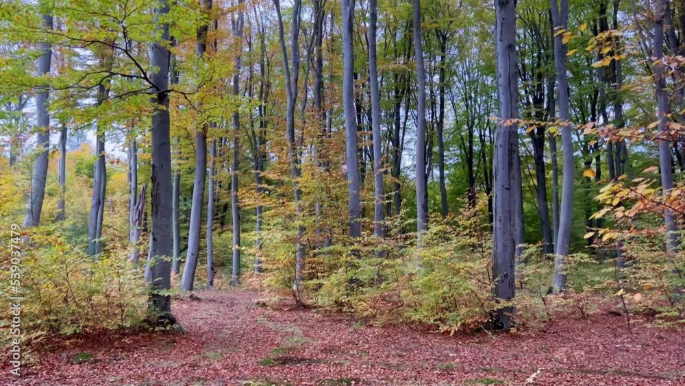 Poster tall long trunks of beech and oak trees with colorful leaves in the autumn season in the forest. tal