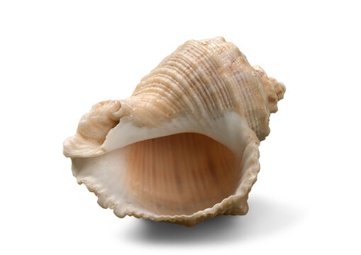 Sea shell on white background