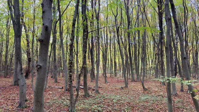 In the middle of the forest on a sunny autumn day among the long trunks of trees. Deciduous forest. Oak, beech, hornbeam. Trees for furniture production