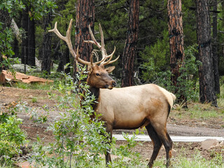 Naklejka na ściany i meble elk in the woods