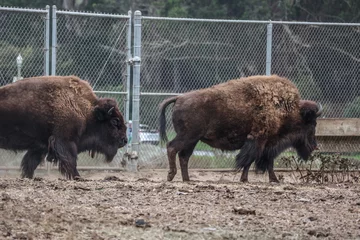 Foto op Plexiglas American bison in Bison Paddock,Golden Gate Park. © TakakoPhillips