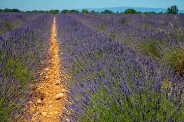 Fototapeta na wymiar Lavender fields in Plateau de Valensole in Summer. Alpes de Haute Provence, PACA Region, France