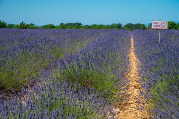 Plakat Lavender fields in Plateau de Valensole in Summer. Alpes de Haute Provence, PACA Region, France. French sign means in English: no picking allowed.