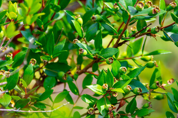 Obraz premium Botanical collection, leaves and berries of myrtus communis or true myrtle plant growing in garden