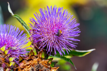 Cynara cardunculus or prickly artichoke flowers growing in garden