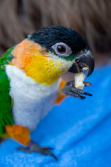 Small colorful Australian lory parrot sitting and eating seeds