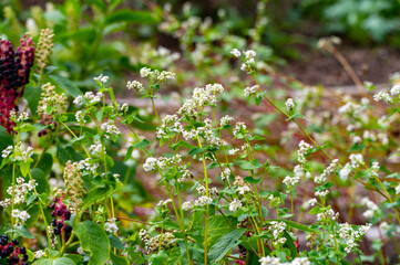 Summer blossom of fagopyrum esculentum or buckwheat plant, healthy vegetarian food
