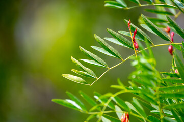 Botanical collection, Glycyrrhiza glabra or root liquorice medicinal plant growing in garden