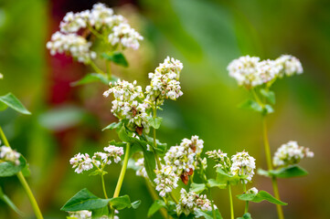 Summer blossom of fagopyrum esculentum or buckwheat plant, healthy vegetarian food