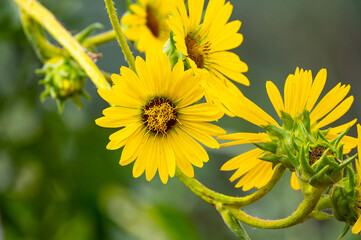 Yellow flowers heads of Silphium laciniatum or compass plant growing in garden